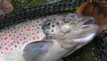 , Suite aux tornades dans l’Oise, la rivière du Thérain est polluée : « une catastrophe sur plus d’1 kilomètre »